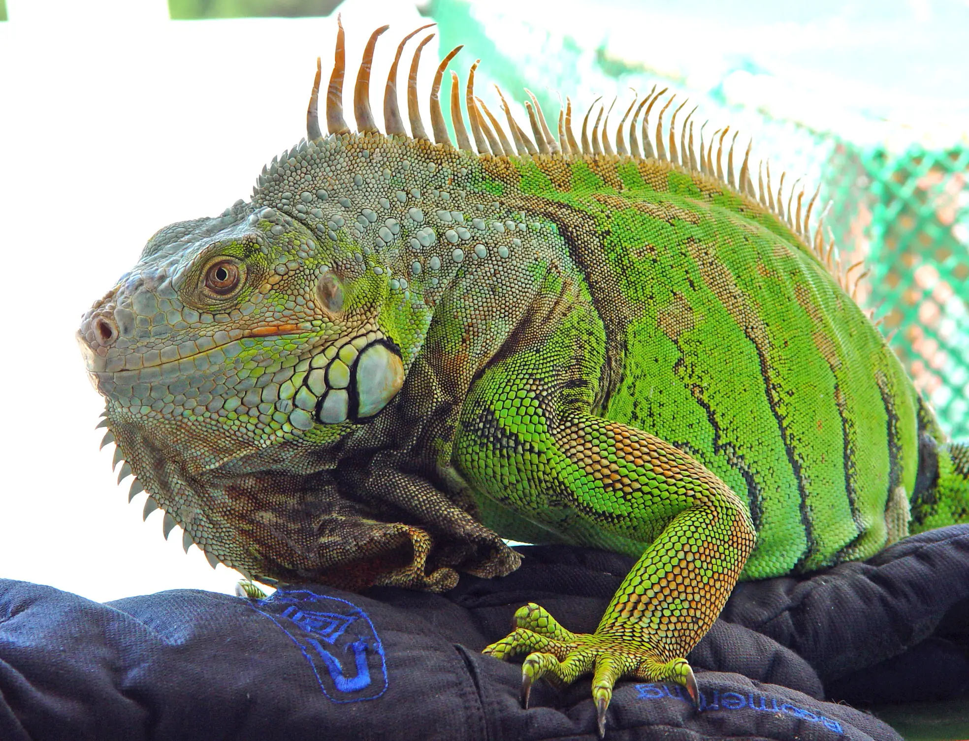 Iguana verde