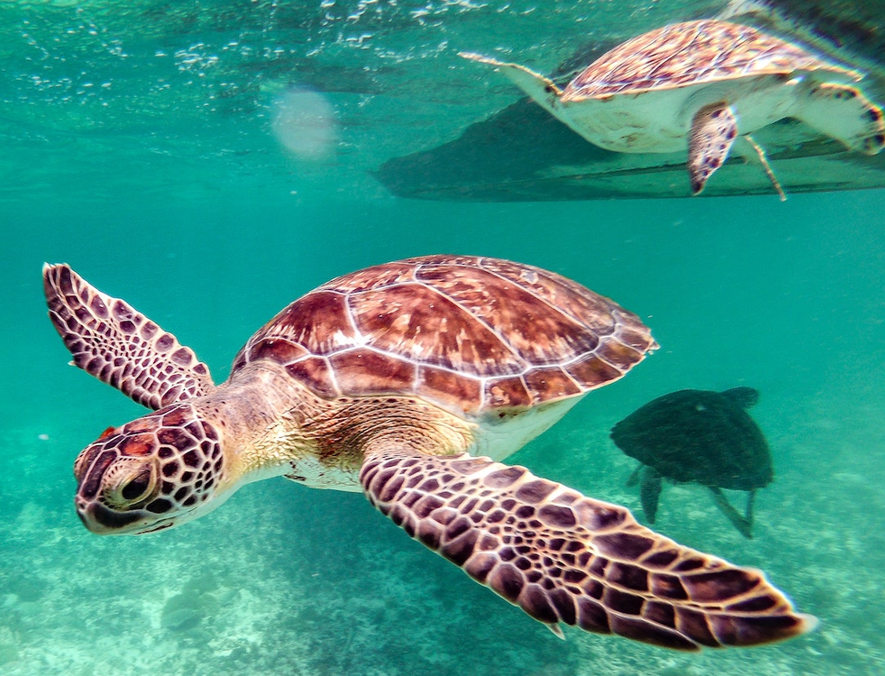 Tortuga marina nadando