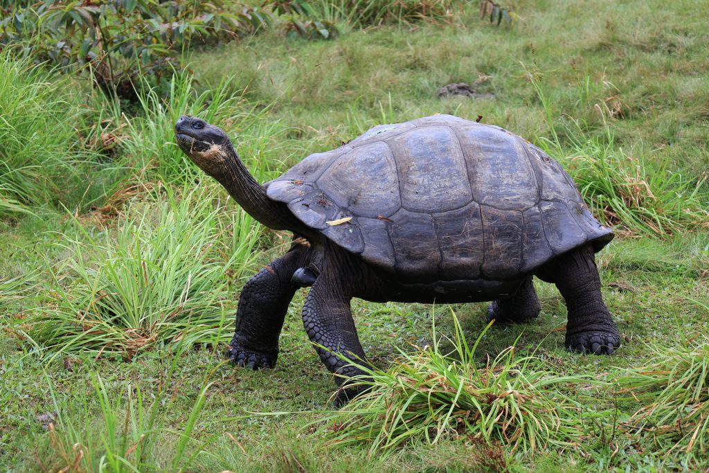 Tortuga de Galápagos